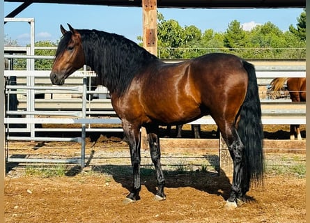 Andaluces, Semental, 4 años, 164 cm, Castaño