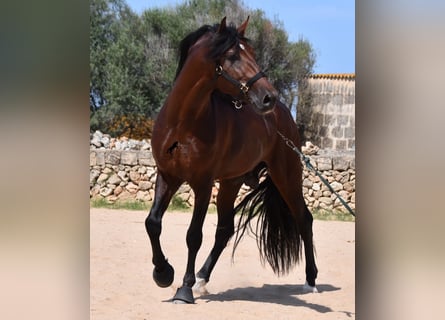 Andaluces, Semental, 4 años, 164 cm, Castaño