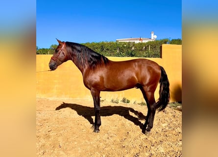 Andaluces, Semental, 4 años, 165 cm, Castaño rojizo