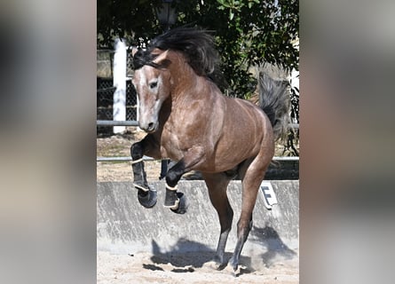 Andaluces, Semental, 4 años, 165 cm, Tordo