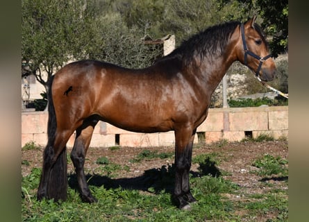 Andaluces, Semental, 4 años, 166 cm, Bayo