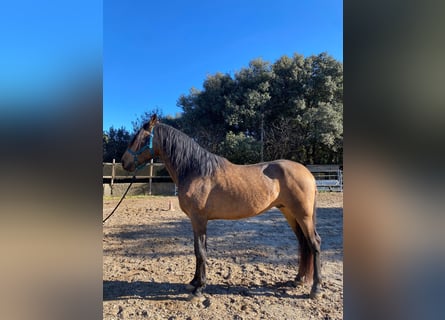 Andaluces, Semental, 4 años, 170 cm, Bayo