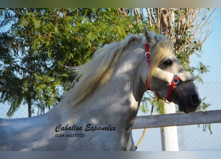 Andaluces, Semental, 5 años, 156 cm, Tordo