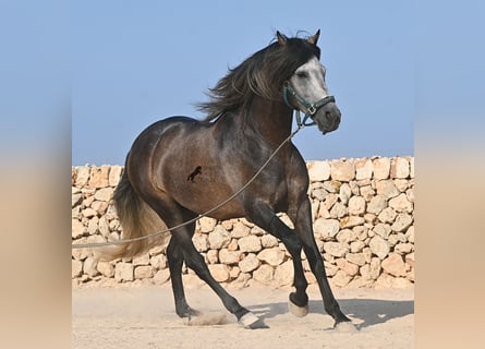 Andaluces, Semental, 5 años, 158 cm, Tordo