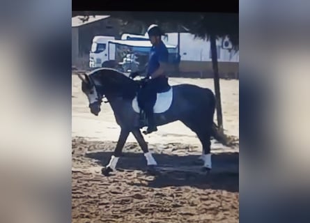 Andaluces, Semental, 5 años, Tordo