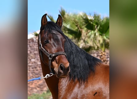 Andaluces, Semental, 6 años, 157 cm, Castaño