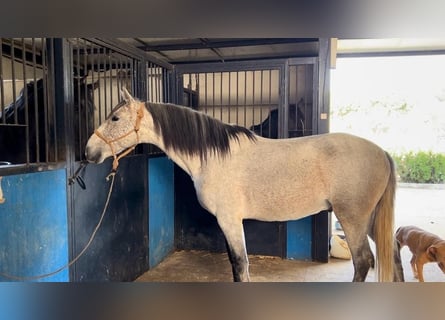 Andaluces, Semental, 6 años, 159 cm, Tordo