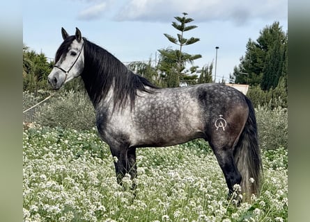Andaluces, Semental, 6 años, 160 cm, Tordo rodado