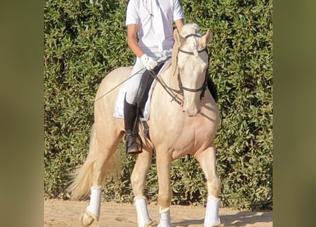 Andaluces, Semental, 6 años, 163 cm, Cremello