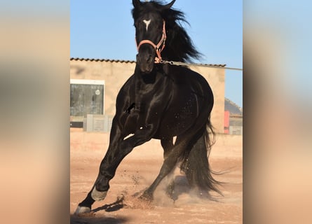 Andaluces, Semental, 7 años, 160 cm, Negro