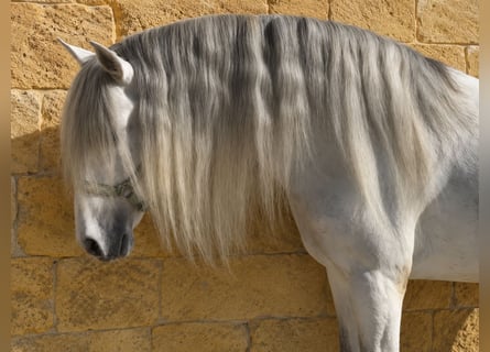 Andaluces, Semental, 7 años, 163 cm, Tordo