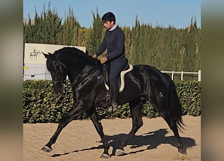 Andaluces, Semental, 8 años, 167 cm, Negro