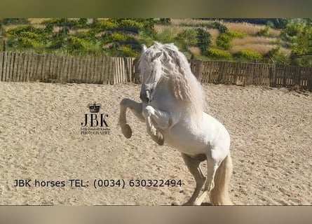Andaluces, Semental, 9 años, 162 cm, Tordo