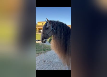 Andaluces, Semental, 9 años, 165 cm, Tordo rodado