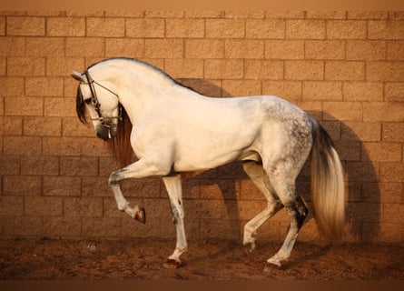 Andaluces, Semental, 13 años, 163 cm, Tordo