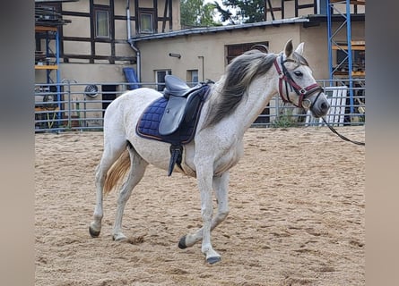 Andaluces, Yegua, 10 años, 148 cm, Tordo