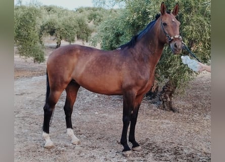 Andaluces, Yegua, 11 años, 156 cm, Castaño