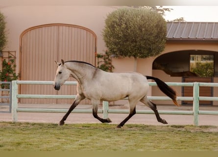 Andaluces, Yegua, 12 años, 170 cm, Buckskin/Bayo