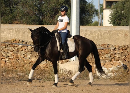 Andaluces, Yegua, 14 años, 160 cm, Negro