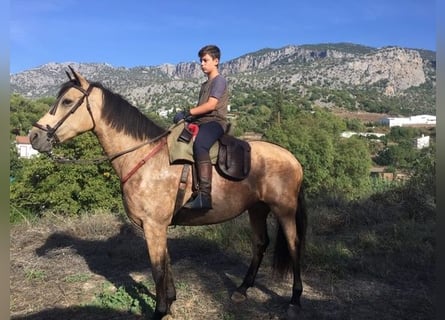 Andaluces, Yegua, 14 años, 175 cm, Buckskin/Bayo