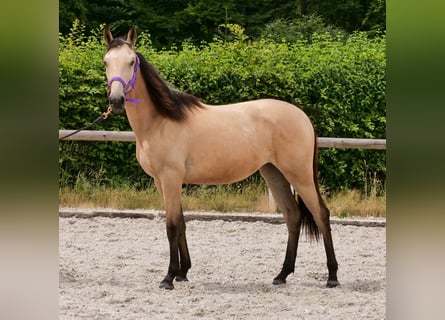 Andaluces, Yegua, 1 año, 133 cm, Bayo