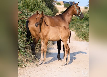 Andaluces, Yegua, 1 año, 145 cm, Alazán