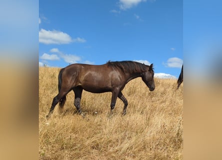 Andaluces, Yegua, 1 año, 155 cm, Negro