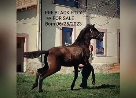 Andaluces, Yegua, 1 año, 163 cm, Negro