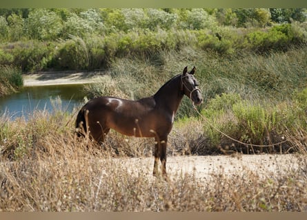 Andaluces, Yegua, 2 años, 142 cm, Castaño rojizo