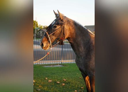 Andaluces, Yegua, 2 años, 152 cm, Tordo