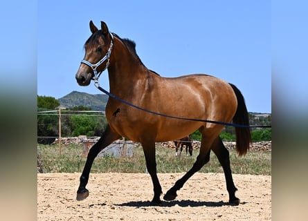 Andaluces, Yegua, 2 años, 153 cm, Bayo