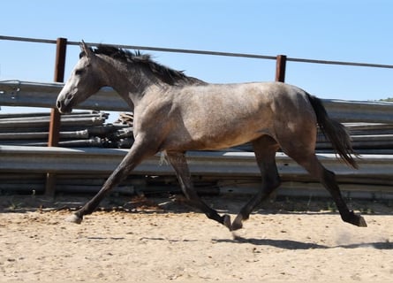 Andaluces, Yegua, 2 años, 154 cm, Tordo