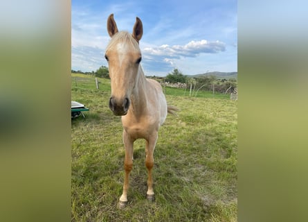 Andaluces, Yegua, 2 años, 157 cm, Palomino