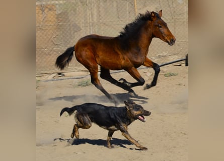 Andaluces, Yegua, 2 años, 160 cm, Musgo