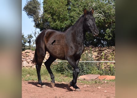 Andaluces, Yegua, 2 años, 160 cm, Negro