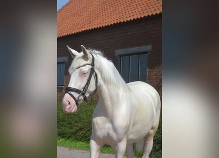 Andaluces, Yegua, 3 años, 154 cm, Cremello