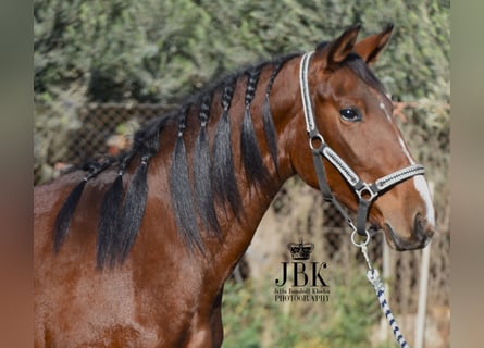 Andaluces, Yegua, 3 años, 157 cm, Castaño