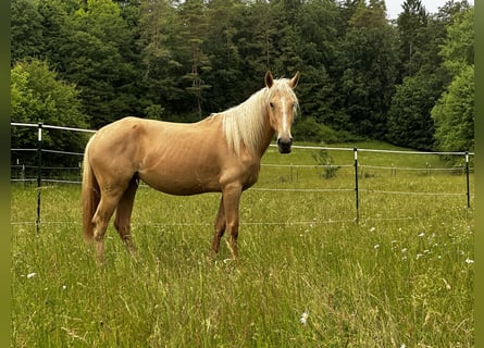 Andaluces Mestizo, Yegua, 3 años, 158 cm, Palomino