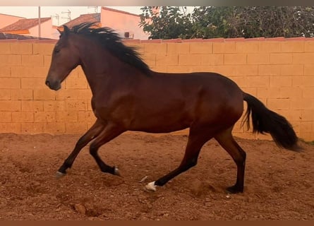 Andaluces, Yegua, 3 años, 160 cm, Castaño