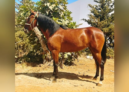 Andaluces, Yegua, 3 años, 160 cm, Castaño