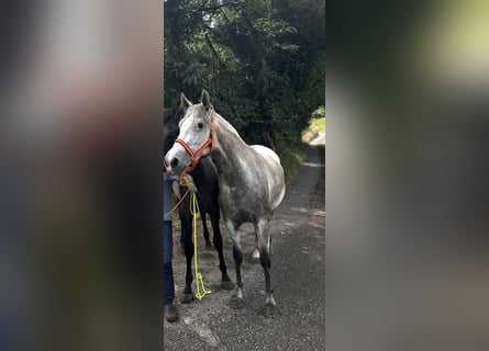 Andaluces, Yegua, 3 años, 160 cm, Tordo