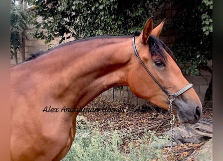 Andaluces, Yegua, 3 años, 164 cm, Castaño