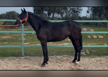 Andaluces, Yegua, 3 años, 165 cm, Negro