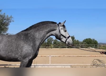 Andaluces, Yegua, 3 años, Tordo