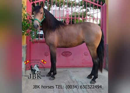 Andaluces, Yegua, 4 años, 149 cm, Bayo