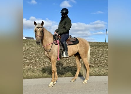 Andaluces, Yegua, 4 años, 152 cm, Dunalino (Cervuno x Palomino)