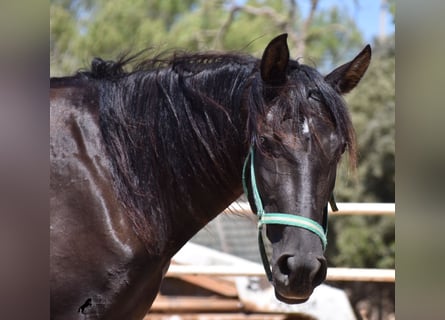 Andaluces, Yegua, 4 años, 153 cm, Negro