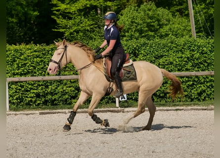 Andaluces, Yegua, 4 años, 154 cm, Champán