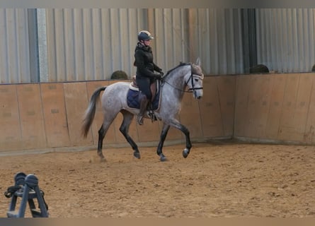 Andaluces, Yegua, 4 años, 155 cm, Tordo