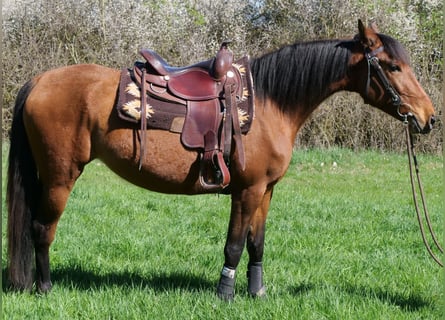 Andaluces Mestizo, Yegua, 4 años, 157 cm, Castaño oscuro